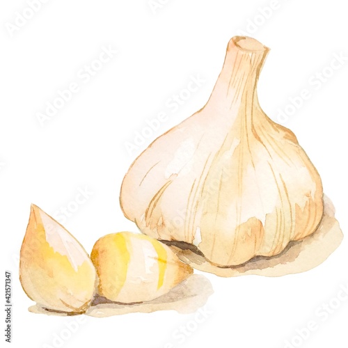 Garlic ニンニクの水彩イラスト 薬味 薬膳 漢方薬 カットイラスト Stock Illustration Adobe Stock Garlic ニンニクの水彩イラスト 薬味 薬膳 漢方薬 カットイラスト Stock Illustration Adobe Stock