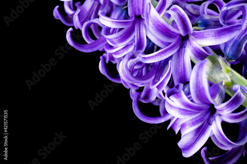 Flower hyacinth violet color isolated