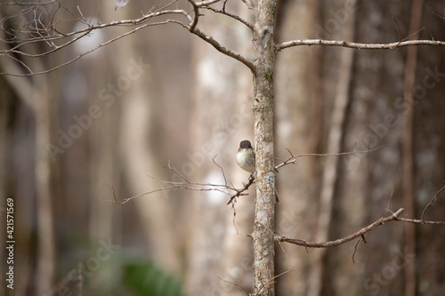Curious Eastern Phoebe