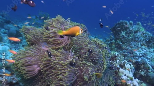 Seascape with a big anemone (Heteractics magnifica) hosting several Blackfoot anemonefish (Amphiprion nigriceps) and three-spot damselfishes (Dascyllus trimaculatus) photo