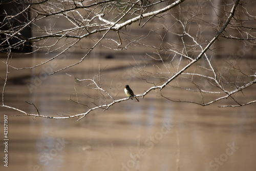 Eastern Phoebe Calling