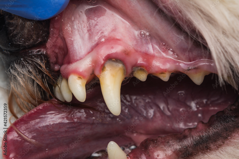 Obraz premium close-up photo of a dog teeth with tartar