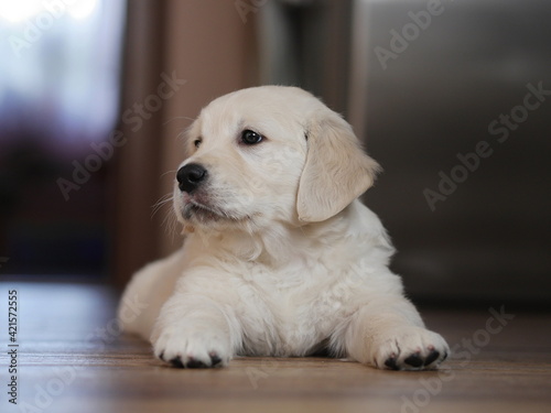 Golden retriever puppy on the floor © jakubstepan