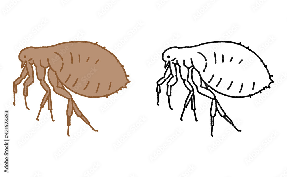Obraz premium 害虫 単体 ノミ イラスト