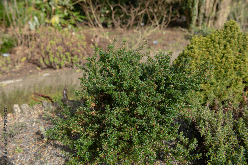 Spring Foliage and Flower Buds of the Compact Dwarf Golden Barberry Shrub (Berberis x stenophylla 'Corallina Compacta') Growing in a Rockery Garden in Rural Devon, England, UK Spring Foliage and Flower Buds of the Compact Dwarf Golden Barberry Shrub (Berberis x stenophylla 'Corallina Compacta') Growing in a Rockery Garden in Rural Devon, England, UK