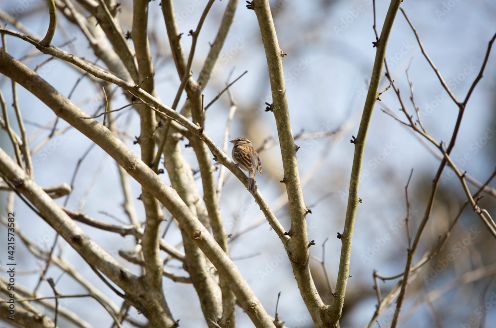 Chipping Sparrow Chipping Sparrow