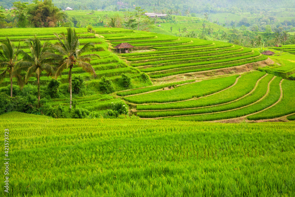 Green rice fields Jatiluwih on Bali island, Indonesia