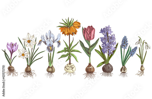 Hand drawn spring bulbous flowers