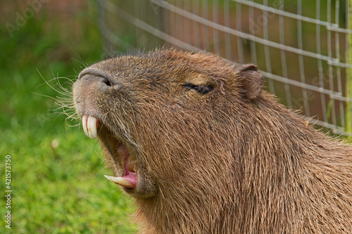 Capybara (Hydrochoerus hydrochaeris) head and shoulders of a giant rodent showing his teeth with a fence and grass behind