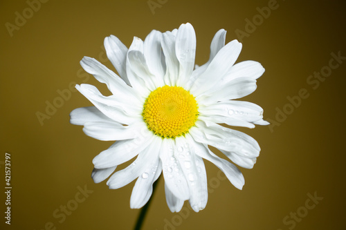 white crazy daisy with a yellow centre on yellow background
