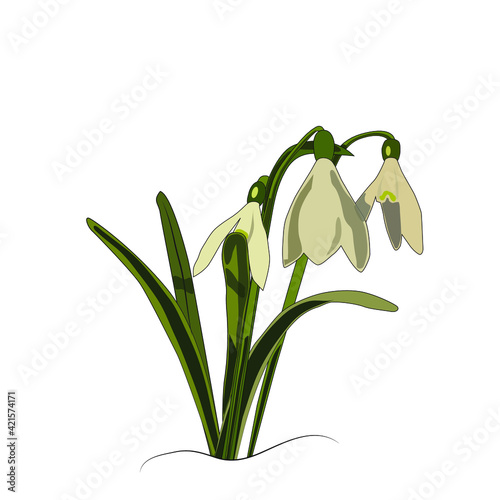 spring flowers snowdrops