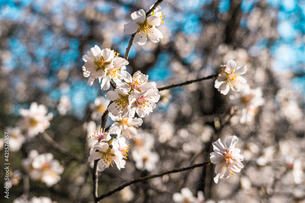 Branch with white flowers of almond tree close up in early spring