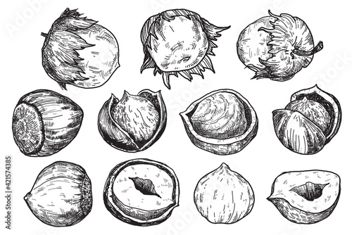 Hazelnut illustration by hand.