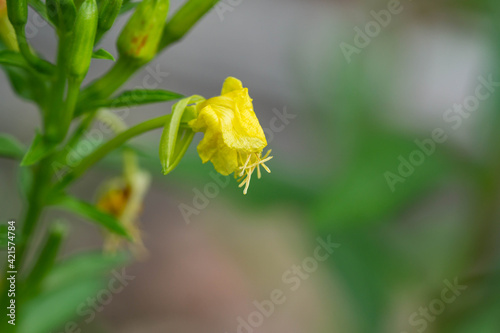 Evening Primrose Flowers in Summer