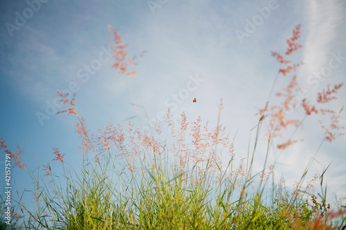 grass and sky © ozzuboy