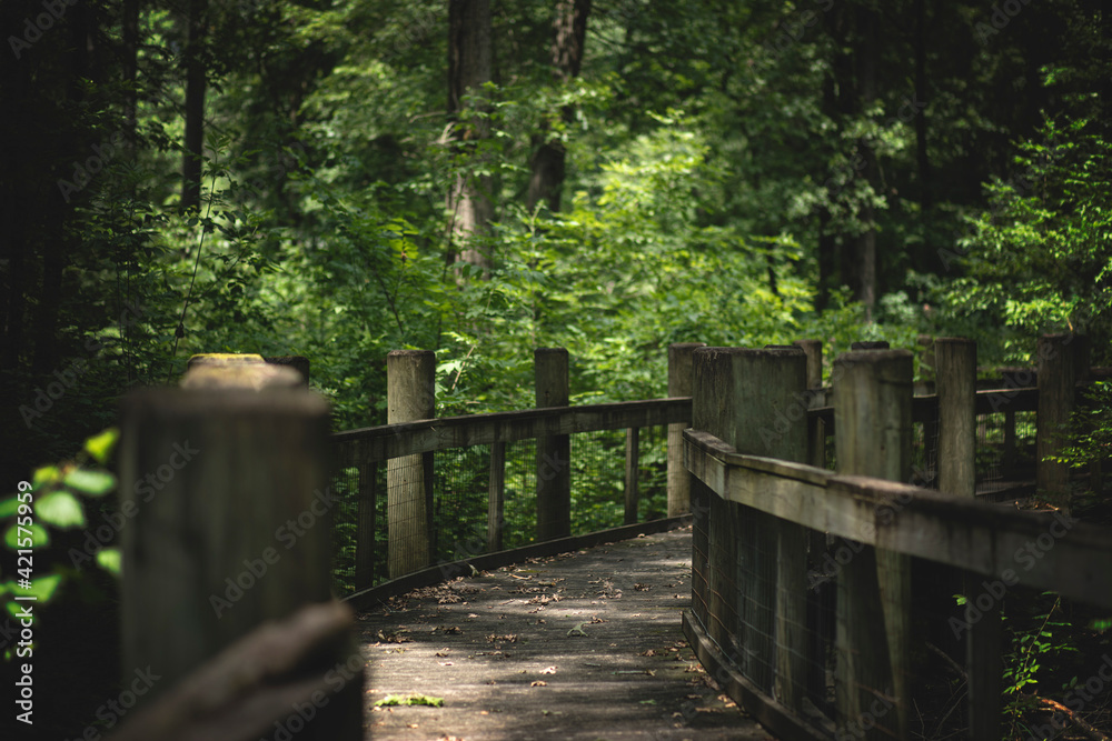 wooden bridge in the woods