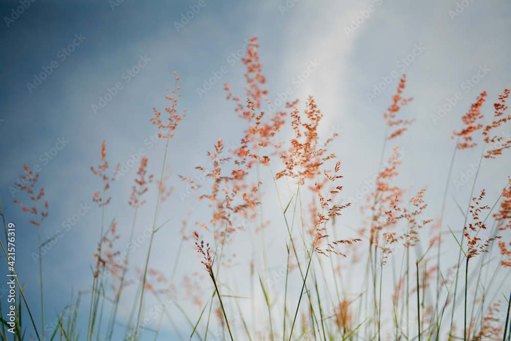 grass in the morning grass in the morning