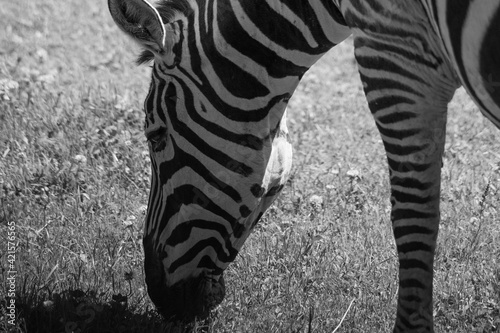 zebra close up