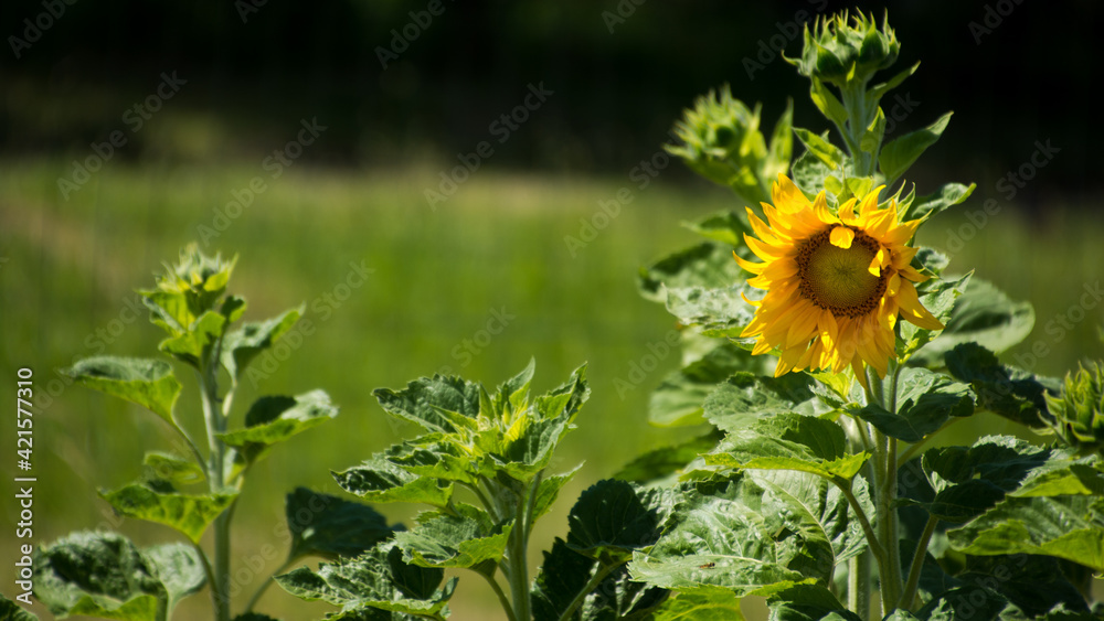 Żółty kwiat słonecznika w ogrodzie - obrazy, fototapety, plakaty 