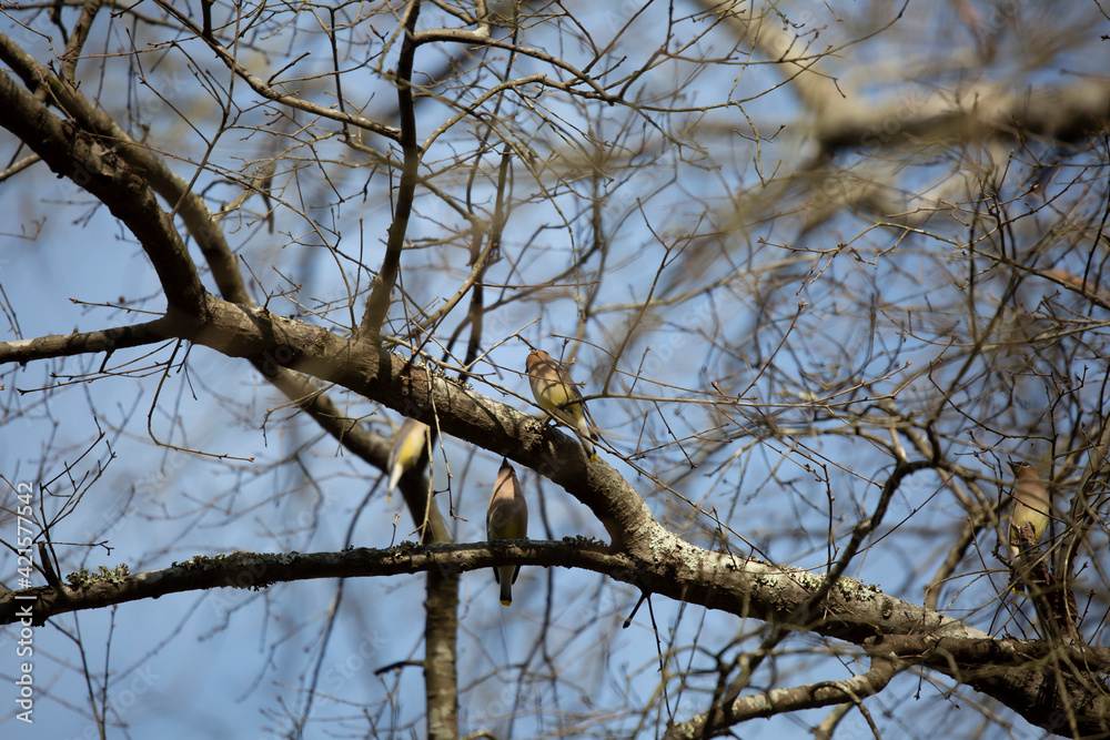 Four cedar waxwing birds (Bombycilla cedrorum), three on the same branch, one looking up at another Four cedar waxwing birds (Bombycilla cedrorum), three on the same branch, one looking up at another