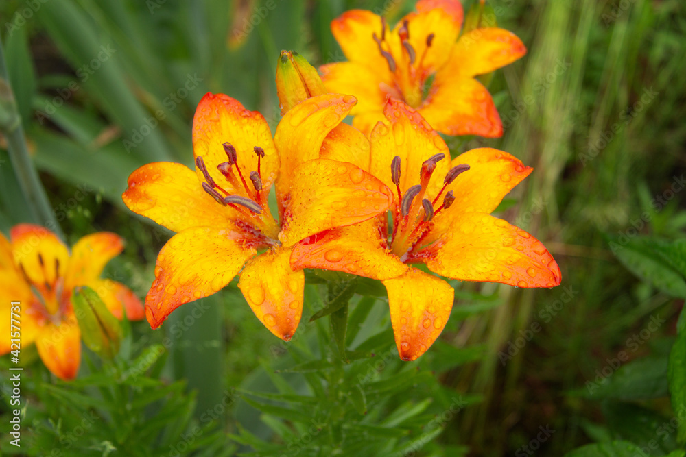 Beautiful orange lily flowers bloom in the garden after the rain Beautiful orange lily flowers bloom in the garden after the rain