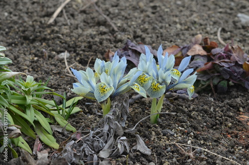 Blooming Iris 'Katharine Hodgkin' in the garden photo