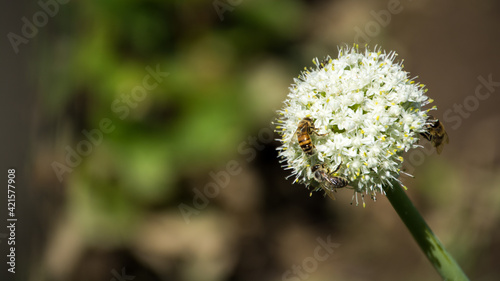 Pszczoły siedzące na kwitnącym czosnku.