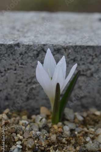 Spring blooming Colchicum hungaricum photo