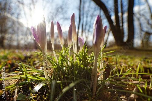 Krokusse im Gegenlicht, englischer Garten, München