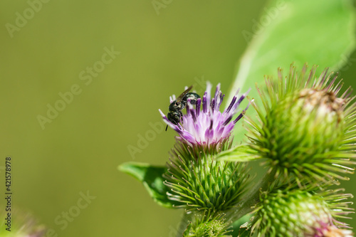 Fotografia Small Carpenter Bee on Burdock Flowers