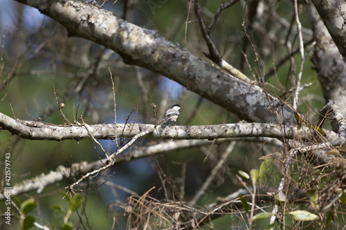 Carolina Chickadee on a Branch