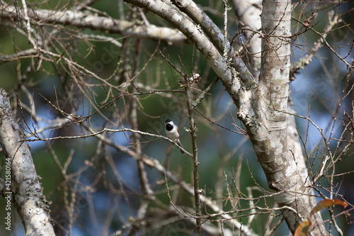 Carolina Chickadee Singing