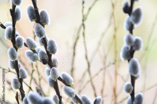 Catkins, fluffy willow for background with copy space, selective focus