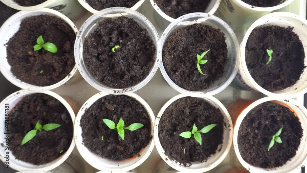 Young green plant seedlings, pan across rows of young plants in nursery, ready for planting in garden Young green plant seedlings, pan across rows of young plants in nursery, ready for planting in garden
