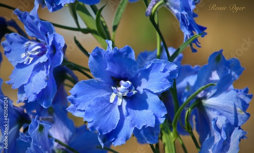 Blue Delphiniums Close-Up 