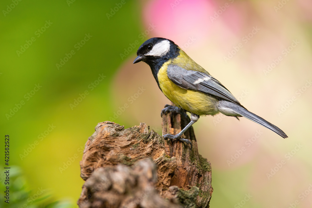 Great tit sitting on wood in springtime nature with blooming flowers behind Great tit sitting on wood in springtime nature with blooming flowers behind