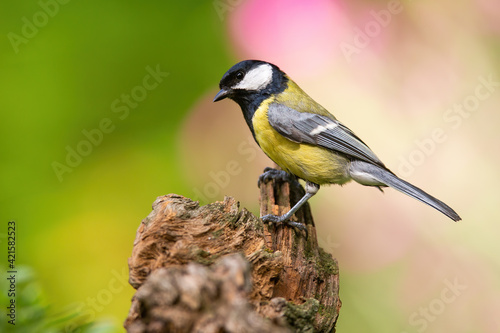 Great tit sitting on wood in springtime nature with blooming flowers behind
