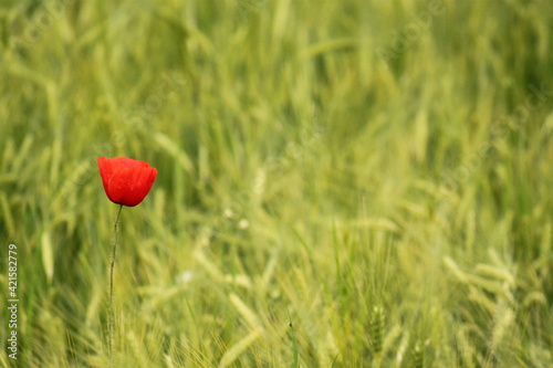  Papaver rhoeas. One poppy flower in a green field with grain. Place for text on a green background