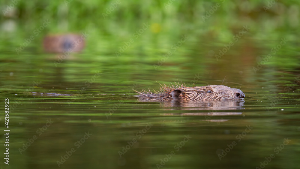 Eurasian beaver peeking out of the water in summer