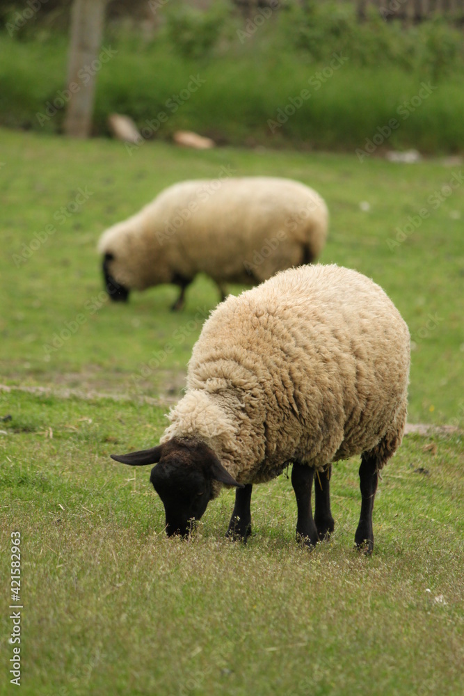 grazing sheep in a mountain landscape in autumn grazing sheep in a mountain landscape in autumn