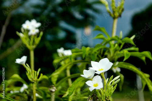 white spring flowers © syarifuddin