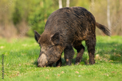 Hungry wild boar grazing on a green grass in spring at sunrise
