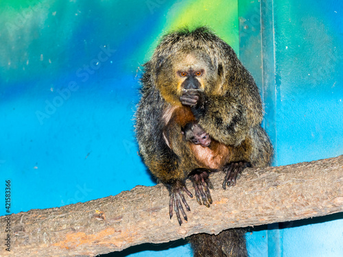 White-faced saki mother and her baby on tree branch photo