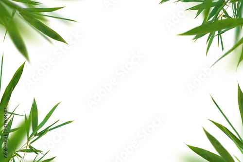 Fototapeta Naklejka Na Ścianę i Meble -  Bamboo green fresh leaves. Frame on white background
