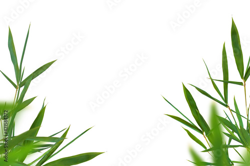 Fototapeta Naklejka Na Ścianę i Meble -  Bamboo green fresh leaves. Corners on white background