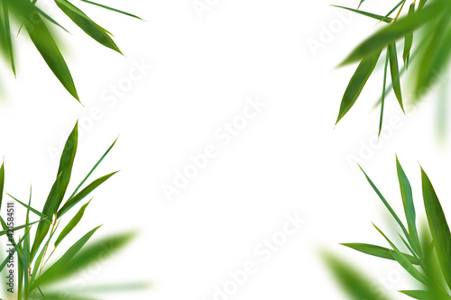 Bamboo green fresh leaves. Corner set on white background