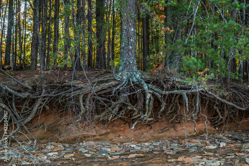 Fototapet Tree roots exposed erosion