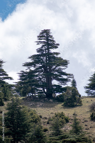 Blue Atlas Cedar (Cedrus Atlantica) trees in their natural habitat in Belezma national park, Batna, Algeria