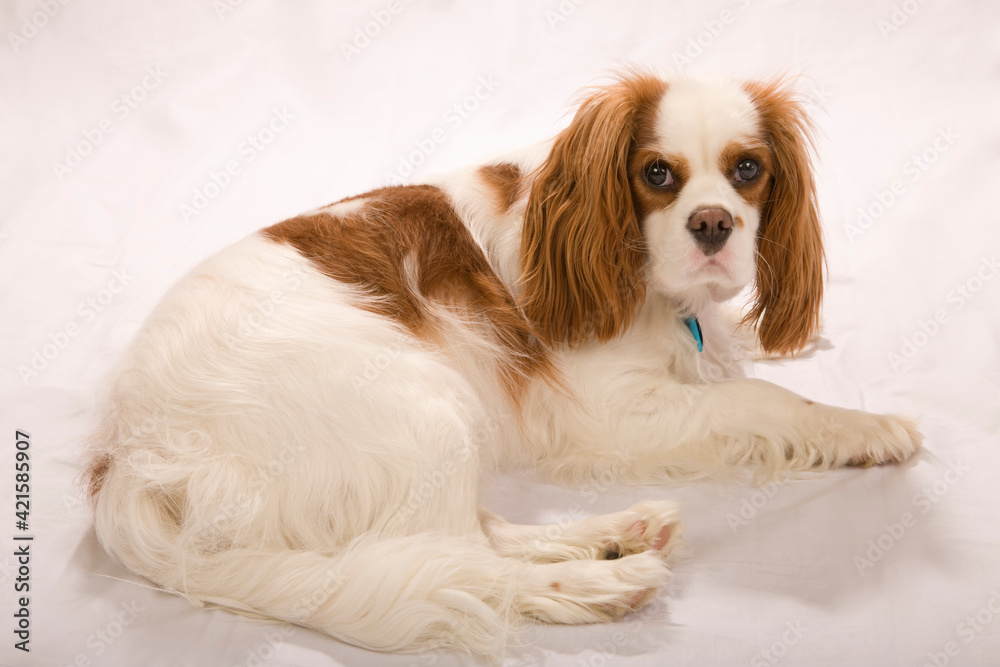 One year old Cavalier King Charles Spaniel reclining in a studio setting. 