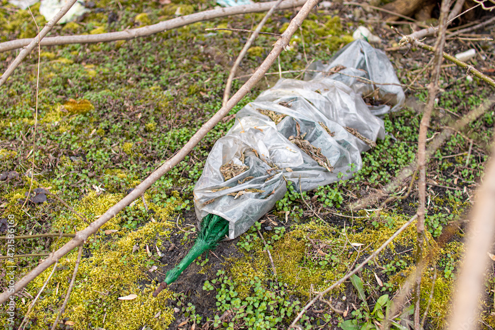Foto de old plastic Christmas tree illegal dumped into the forest